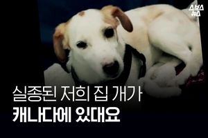 사라진 우리 개가 캐나다에?&hellip;누군가 몰래 보낸 입양