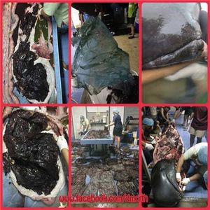 태국서 구조된 뒤 죽은 돌고래 뱃속에 비닐봉지 80여 개 '충격'