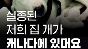 [모닝 스브스] "실종된 우리 개가 캐나다에 있대요"&hellip;어찌된 일?