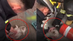 [영상pick] 화재 현장에서 질식한 강아지 '심폐소생술'로 살려낸 소방관