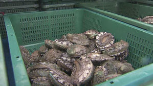 [김범주의 친절한 경제] '맛 좋은 전복 실컷 드세요'&hellip;가격 폭락에 판촉 행사