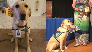 [뉴스pick] 초등학교 졸업앨범에 등장한 '개'&hellip;졸업식서 공로패 수상까지