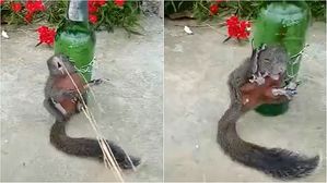 [뉴스pick] "옥수수 왜 훔쳐 먹어!"&hellip;다람쥐 묶어놓고 매질하는 농부 '뭇매'