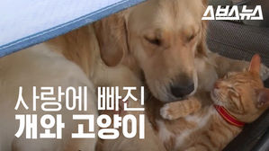 사랑에 빠진 개와 고양이가 있다?