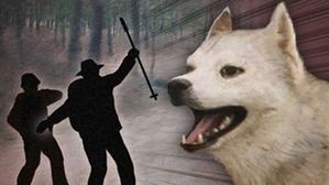 진돗개에 물려 시민 전치 2주&hellip;'전과 2범' 진돗개 주인 벌금형