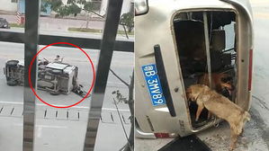 [뉴스pick] 반려견 훔쳐 달아난 개장수 쫓아가 응징한 주인…'분노의 추격전'