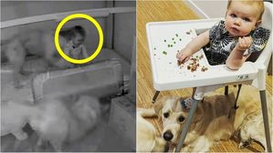 [영상pick] "이렇게 깜찍한 영상이!" 강아지 두 마리와 15개월 아기의 침대 탈출기