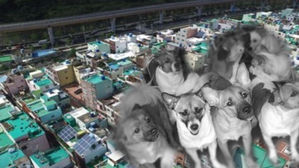 [뉴스pick] 쓰레기 더미 집에서 아사한 반려견 사체 4구 발견돼&hellip;벌써 3번째 재범