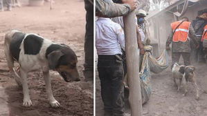 [뉴스pick] 화산폭발로 숨진 주인 애타게 찾다가&hellip;구조대원들 집으로 이끈 반려견