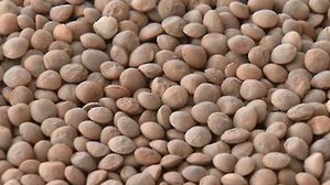 "렌틸콩, 혈당 최대 20%↓"