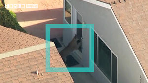 주택가 내려온 곰·퓨마의 습격…미국 '야생동물 공포'