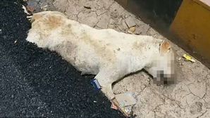 [뉴스pick] 자고 있는 강아지 위로 쏟아진 아스팔트&hellip;잔인한 공사