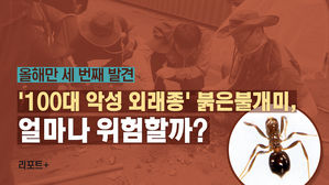 [리포트+] 올해만 세 번째 발견…'100대 악성 외래종' 붉은불개미, 얼마나 위험할까?