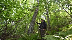 경북 봉화서 기후변화 취약종 분비나무 집단 서식지 발견