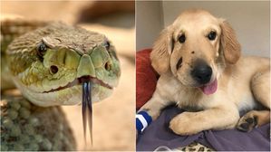 [뉴스pick] "생명의 은인이자 영웅"&hellip;주인 지키려다 방울뱀에 물린 강아지