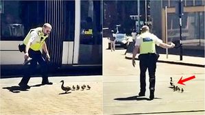 [영상pick] 도심에 나타난 오리 가족 안전하게 에스코트하는 경찰