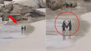 [영상pick] 바닷가에서 손잡고 오붓하게 데이트하는 한 쌍의 펭귄 커플 '포착'