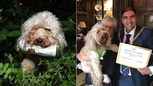 [뉴스pick] 8년 동안 마을 쓰레기 5천 개 주워 표창받은 강아지