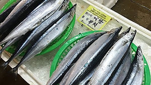 북태평양 꽁치 보호 나선다…한·일 돔류 어획량 제한도 권고