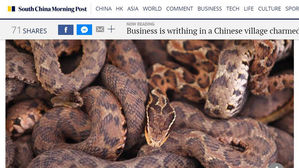 [뉴스pick] 뱀 300만 마리 키우는 중국 마을&hellip;"돈벌이엔 최고"