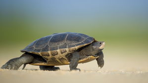 [뉴스pick] 멸종위기 거북이 3500마리 불법포획해 밀수출한 60대 남성