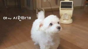 [모닝 스브스] 땀 안 나는 강아지, 선풍기 틀어줘도 효과 없다?