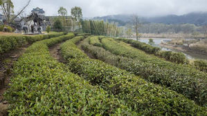 中 우이산 우롱차 1㎏에 2천100만 원&hellip;"부자 소비&middot;환경규제 영향"