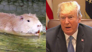 터키 남부 동물원서 '트럼프 닮은' 주황 뉴트리아 화제
