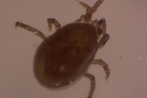 '공포의 야생 진드기'&hellip;전북서 올 9번째 SFTS 환자 발생