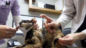중국 의약품 신뢰성 '흔들'…광견병 백신 제조 중단 명령