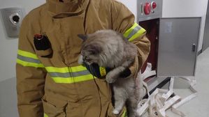 "냥이가 불냈냥"&hellip;늦은 밤 빈집에서 발생한 화재, 범인은?