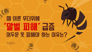 [리포트+] 때 이른 무더위에 '말벌 피해' 급증…어두운 옷 피해야 하는 이유는?