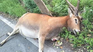 [뉴스pick] 사슴 보호구역 인근 식당&hellip;사슴고기 버젓이 판매 '논란'