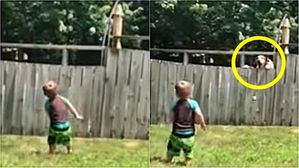 [영상pick] '환상의 콤비'&hellip;울타리 사이에 두고 캐치볼 하는 꼬마와 강아지