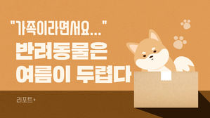 [리포트+] "가족이라면서요…" 반려동물은 여름이 두렵다