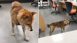 [뉴스pick] "실례 좀 합시다"&hellip;더위 피해 에어컨 바람 찾아온 멍멍이