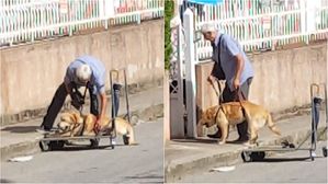 [영상pick] '넌 가족'&hellip;걷기 힘들어하는 나이든 반려견 부축하는 할아버지