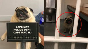 [뉴스pick] '집 나가면 생고생'&hellip;경찰서에서 머그샷 찍은 강아지의 '웃픈' 사연