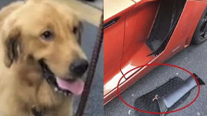 [뉴스pick] 람보르기니와 골든래트리버의 접촉사고&hellip;"개 주인에게 책임"