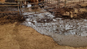 축사 분뇨가 피서객 찾는 계곡으로&hellip;칠곡서 분뇨 유출