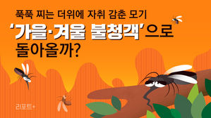 [리포트+] 푹푹 찌는 더위에 자취 감춘 모기&hellip;'가을&middot;겨울 불청객'으로 돌아올까?