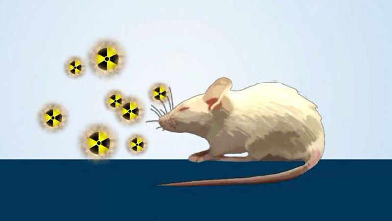 [취재파일] '라돈 침대' 인체 위해성 입증 길 열렸다/쥐