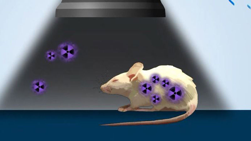 [취재파일] '라돈 침대' 인체 위해성 입증 길 열렸다/쥐