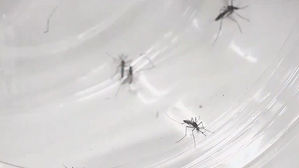 [월드리포트] 폭염이 안긴 선물?…日에 모기가 사라졌다