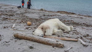 [뉴스pick] 서식지 들어온 관광안내원 공격한 북극곰&hellip;사살 논란