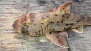 美아쿠아리움서 상어 훔친 일당 덜미&hellip;유모차에 숨겨 빠져나가