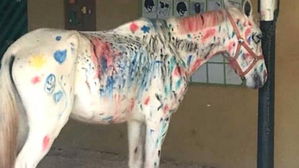 [뉴스pick] 흰 말에 그림 그리게 시킨 경마장&hellip;동물 학대 '논란'