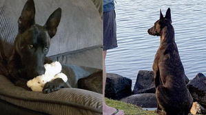 [뉴스pick] 다정한 성격 탓에 경찰 학교에서 퇴학당한 애교쟁이 경찰견