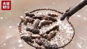 中 폭염으로 1조 원어치 양식 해삼 떼죽음