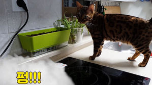 [모닝 스브스] 앞발로 꾹 눌러버린 인덕션&hellip;'화재 범인 누구냥'